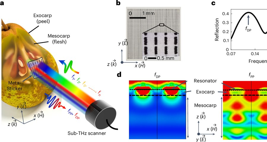AgriTera: Accurate Non-Invasive Fruit Ripeness Sensing via Sub-Terahertz Wireless Signals